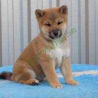 Shiba inu